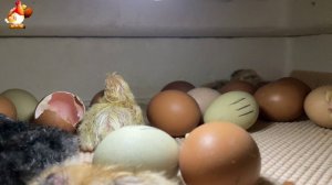 Мы снимали инкубатор 7 часов ночью… и дождались чуда (13)