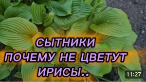 САМВЕЛ АДАМЯН, СЫТНИКИ,ПОЧЕМУ НЕ  ЦВЕТУТ ИРИСЫ..