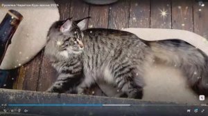 Мейн-куны (кошки, часть 2) на 32-й выставке кошек PCA 09-10 мая 2026г