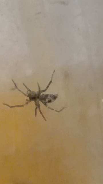 Паук Анифена ударяющая (Anyphaena accentuata)