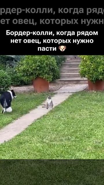 Пёс постух