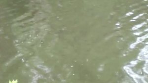 РАСКРЫТ СЕКРЕТ КТО ТАМ БУРЛИЛ ПОД ВОДОЙ