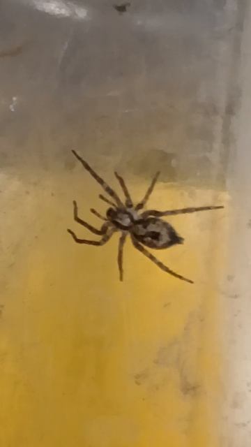 Паук Анифена ударяющая (Anyphaena accentuata)