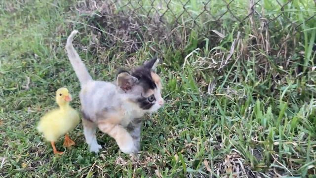 Kitten and Duckling go out to the meadow for the first time 😂 A surprise appears 😸