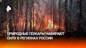 Площадь лесных пожаров стремительно разрастается в России