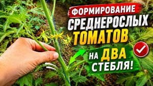Как сформировать среднерослые томаты (первый шаг)