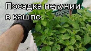 Рассаживаю петунию в кашпо