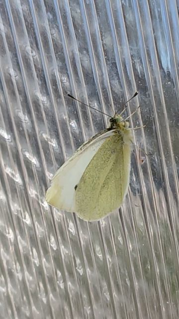 Бабочка Репница, или белянка репная (Pieris rapae)