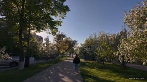 Тюмень. Цветущие яблони сирень. Вечер в городе.
