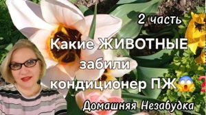 2 часть. Какие ЖИВОТНЫЕ забили кондиционер ПЖ❓️