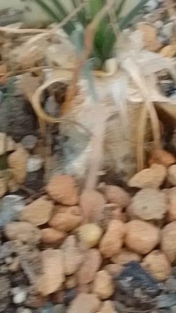 Африканские луковичные Albuca POLYPHILLA