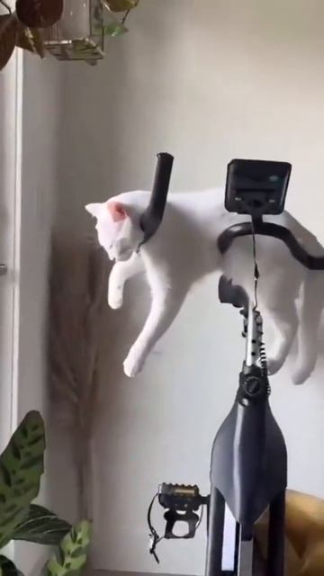 Забавные котики
