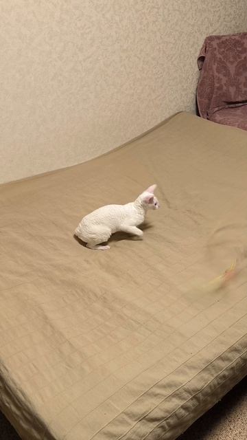Кошка Мона и палочка с ленточками