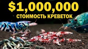 Ферма по выращиванию креветок Боа стоимостью 1 000 000 долларов США