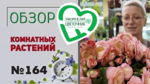 Распаковка. Новинка 2026 - замиокулькас Хамелеон, живородящий папоротник, бегонии и драцены. №164