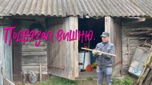 Подвязал вишню.