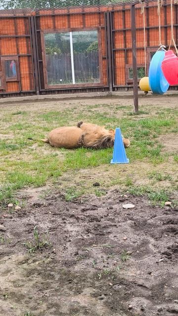 Добытчик смотреть онлайн