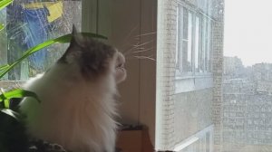 Кошка увидела голубя за окном
