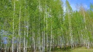 Майский лес