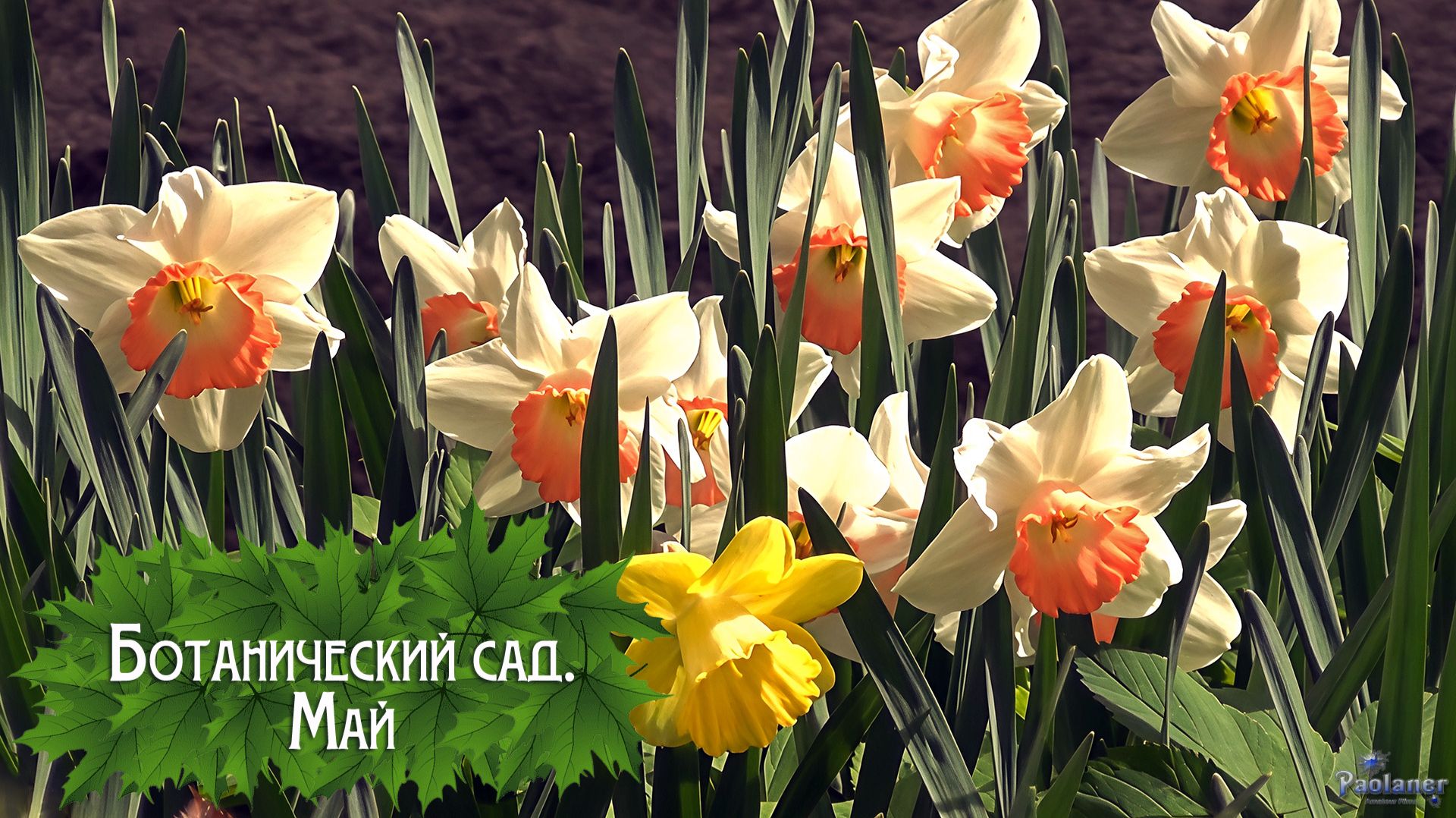 Ботанический сад. Май (2026)