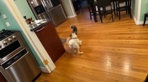 Приколы 🙃🤣🤣#cats #fun #creatorsearchinsights #funny #dogs #dog #pets #хочуврекомендации #хочуврек