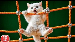Кот Кефир нашёл друга и победил задиру! Две веселые истории про кота