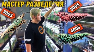 Разведение самых дорогих креветок - В Сингапурском питомнике Caridina...(KW Shrimps)