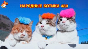 Нарядные Котики расслабляются на солнышке 🌞 🐈🐈🐈 (480)