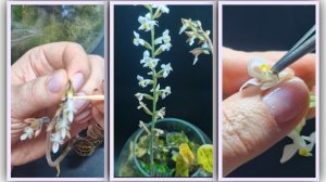 Опыление Драгоценных Орхидей. Anoectochilus siamensis 'White Center' x Ludisia