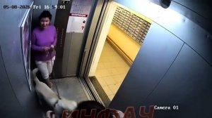 В Новосибирске лабрадор атаковал парней прямо в лифте, пока владелица с ухмылкой наблюдала за происх