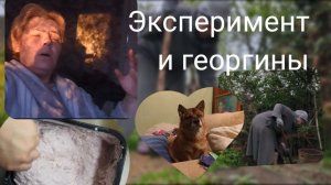 Справилась с георгинами.Напросился эксперимент.
