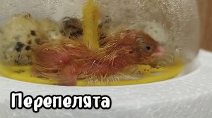Вывели ПЕРЕПЕЛЯТ дома