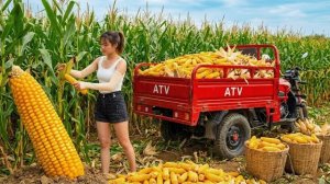 Собираю кукурузу на корм скоту. Ловлю рыбу для продажи на рынке. Серия 6