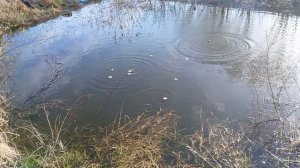 Карасики проснулись, надо их покормить.