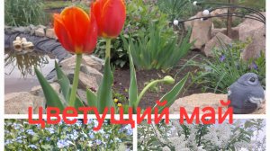 #дача#обзор участка весной🌿
9.05.