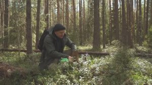 Весенняя тайга. Сезон сбора листьев брусники.