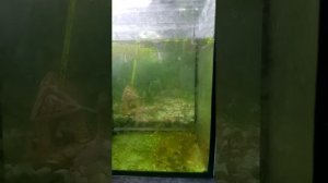 мальки гуппи