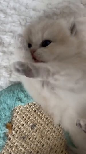 Клип @meowtaverse