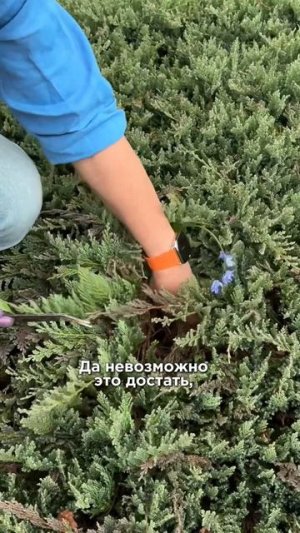 Завидный сорняк