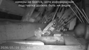 #4 Куница. Уже не одна