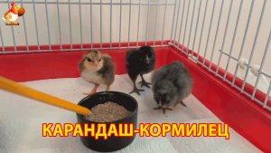 Карандаш учит суточных цыплят клевать корм без мамы