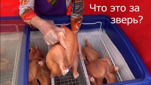 „В Сибири — ЕСТЬ!“: обзор гастрономического фестиваля на Михайловской набережной (Новосибирск)