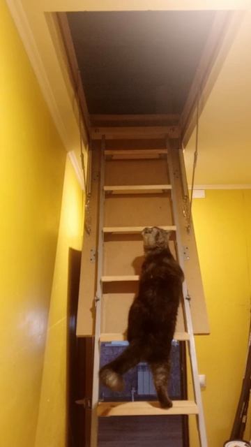 Секретная миссия: Чердак 🤫🐱
