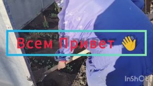 Влог Посадка помидор в теплицу Алтайский край