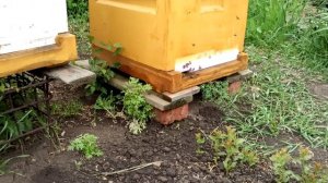 Работа пасеки после осмотра и расширения.