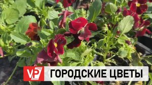 В ВОЛГОГРАДЕ ВЫСАДИЛИ БОЛЕЕ 22 ТЫСЯЧ ЦВЕТОВ
