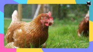 Накорми животных! Веселая песенка + игра для детей