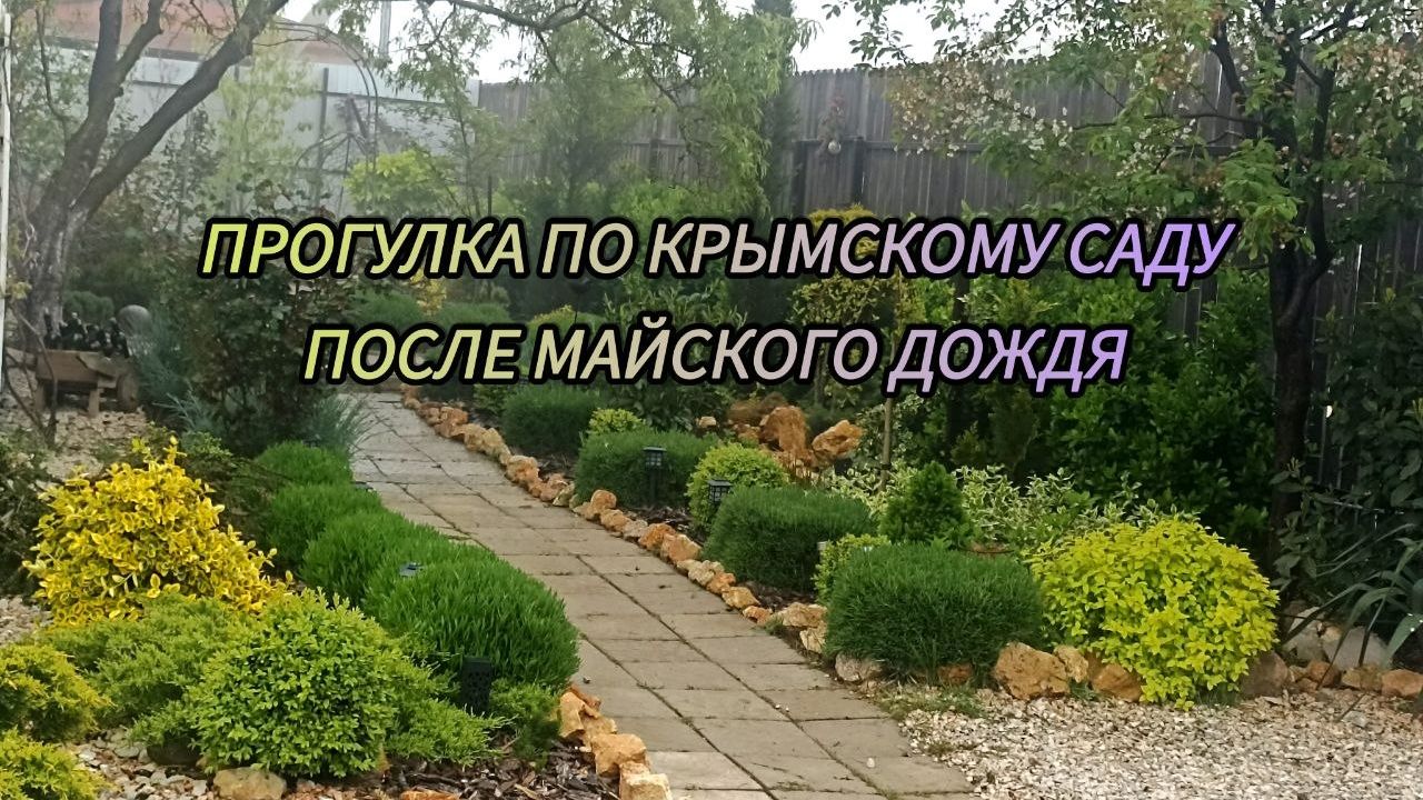 Мокрый май. Тихая прогулка в саду 10.05.2026 года. Любуемся приростами и яркими акцентами
