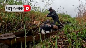 Поход с собаками под проливным дождём и ночёвка в палатке