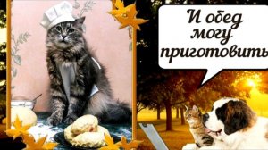 Наши милые котики